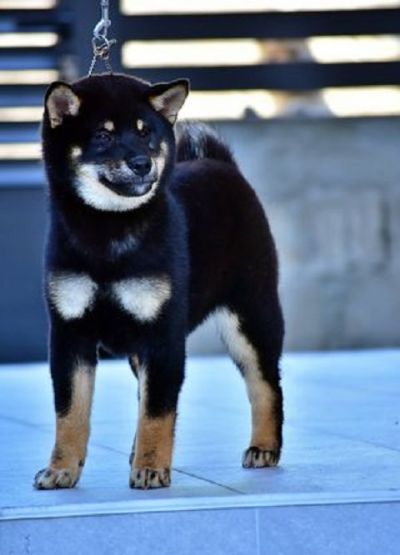 tenci Shiba Inu